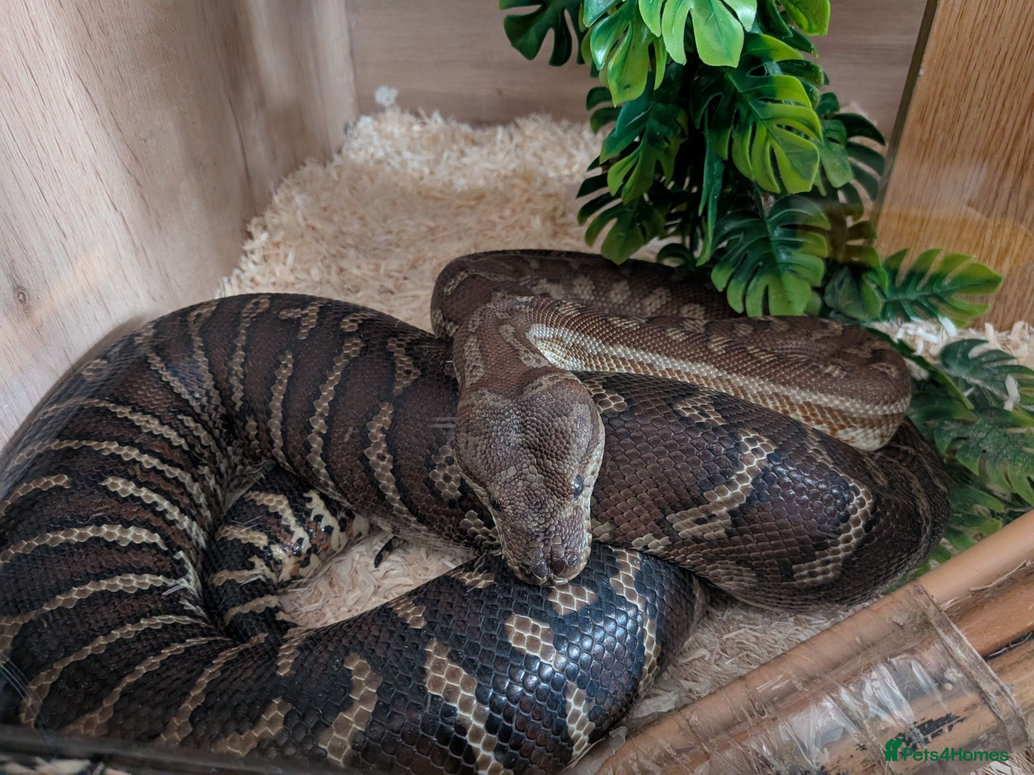 Python Snake reptiles Breeding pair of Bredli's Pythons, CB 2019 - Advert 3
