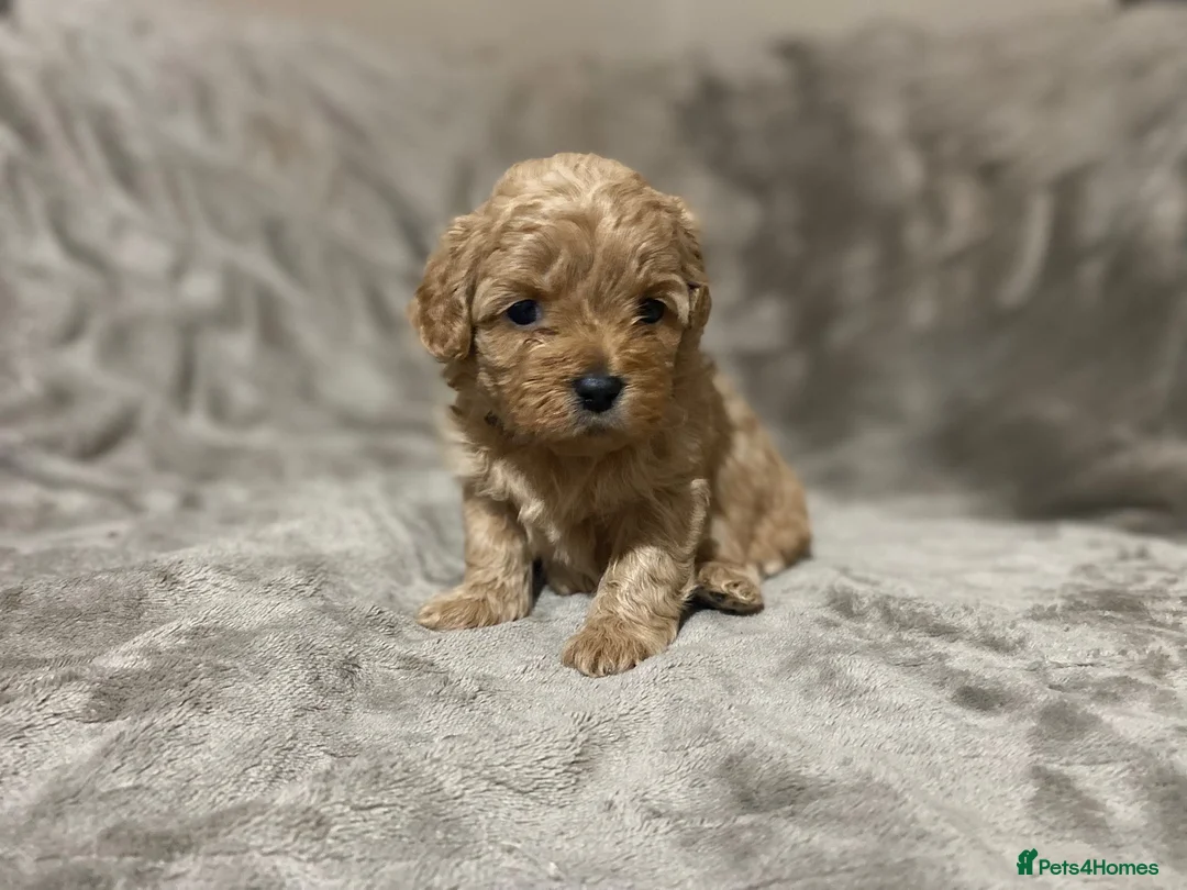 Shihpoo dogs for sale: 5 x female F1b Shihpoo pups - Advert 9