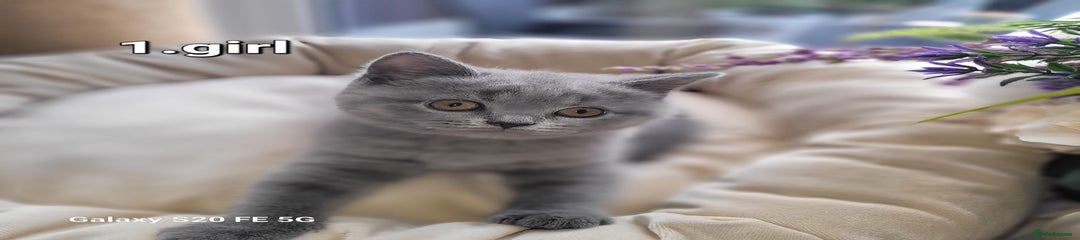 British Shorthair Kitten 2