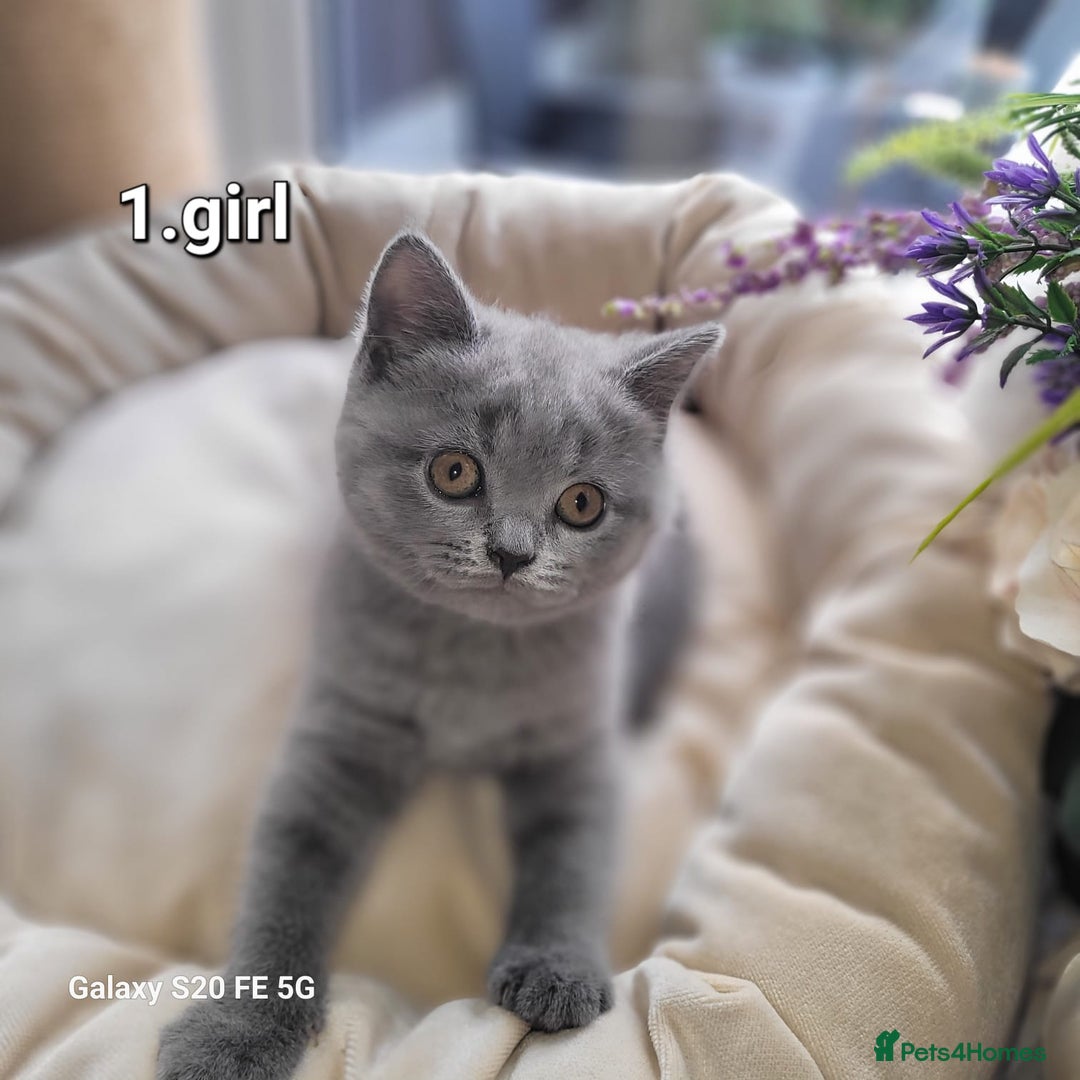 British Shorthair cats for sale: Beautifully british shorthair  kittens ready to go - Image 1