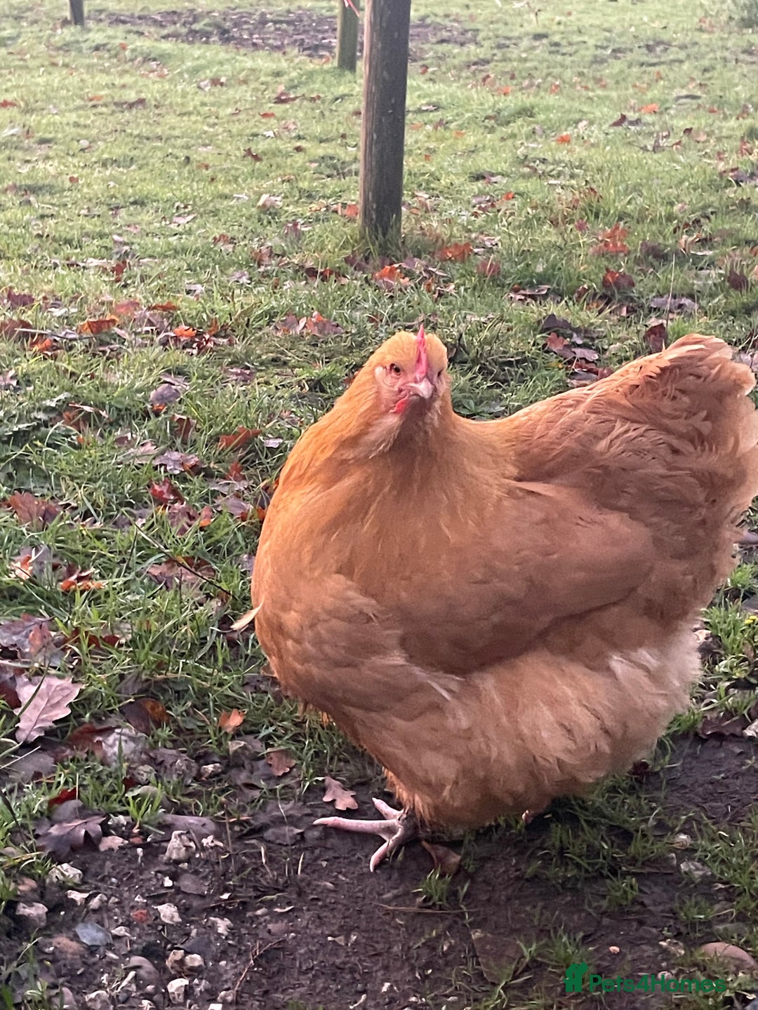 Chickens poultry for sale: Buff orpington. Pure Breed - Advert 5