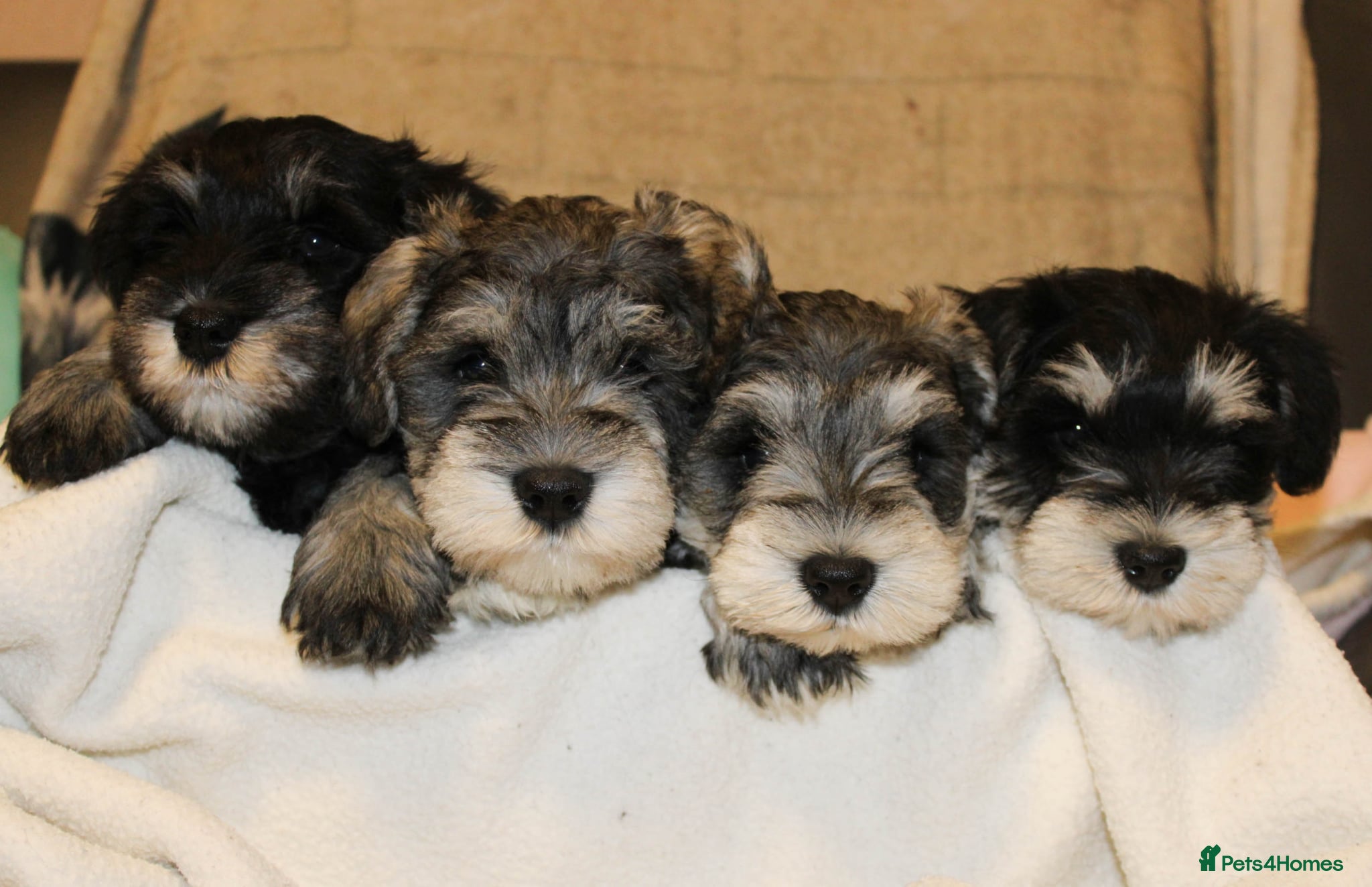 Miniature Schnauzer dogs Miniature Schnauzers KC Reg 3 boys 1girl available - Advert 1