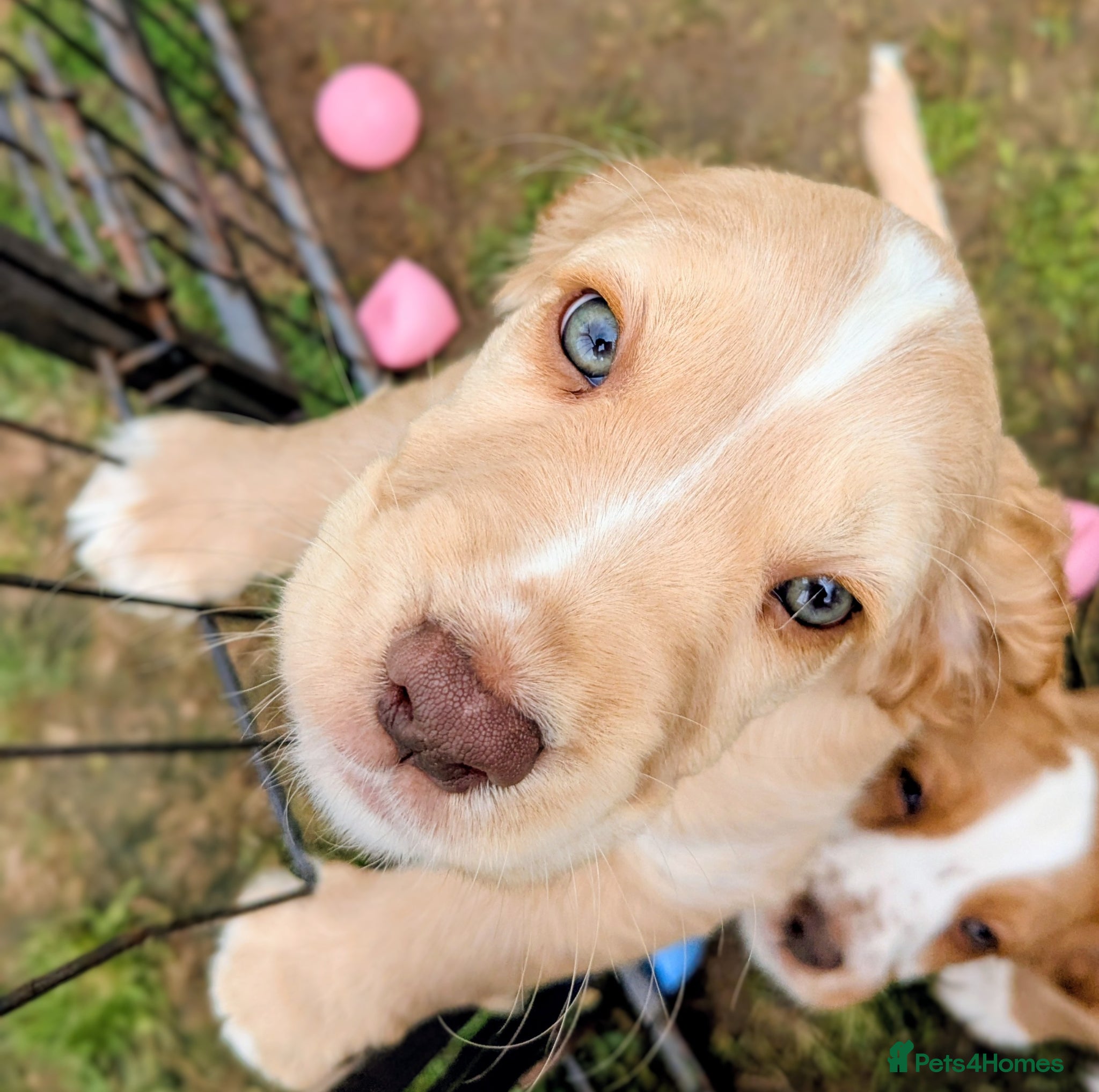 Cocker Spaniel dogs Beautiful KC Registered Cocker Spaniels 2 - Advert 1