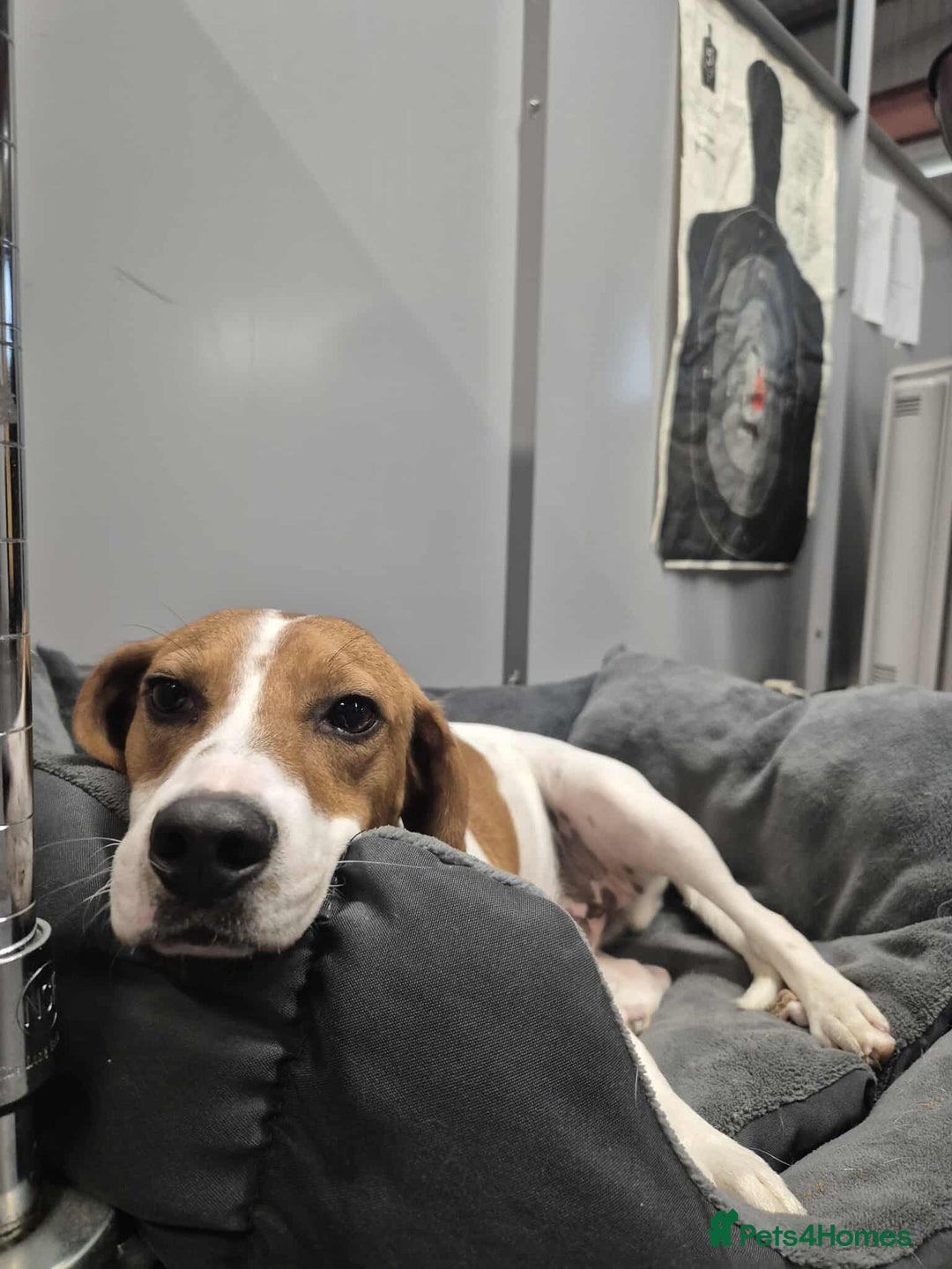 Beagle dogs for adoption: DOUG – 2 years old, Male, Beagle Boy - Advert 6