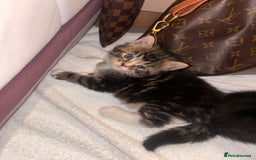 Persian cats for sale: Persian ragdoll  - Image 2