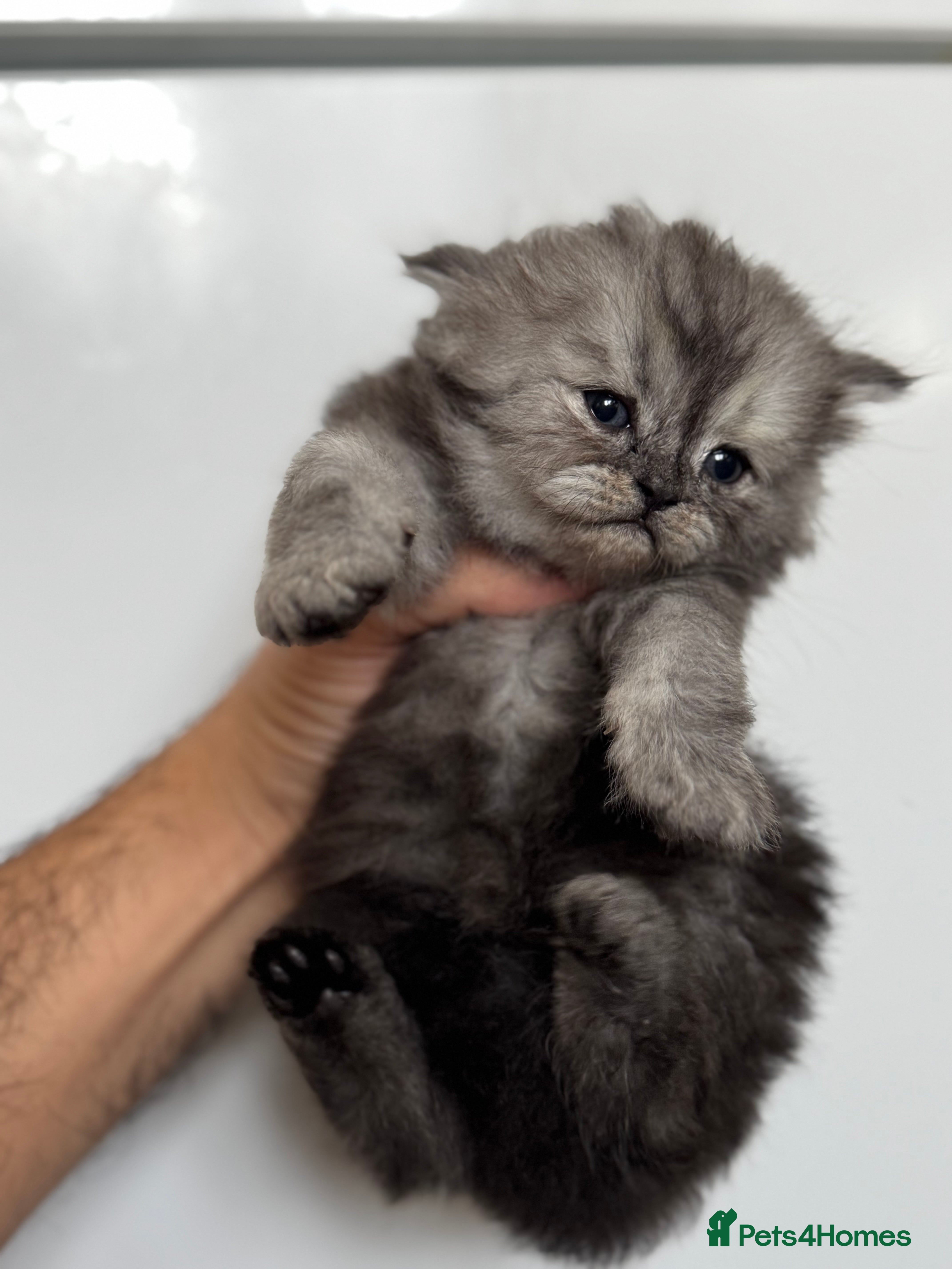 Persian cats 🤍🩶🤎🖤Smoke persian left🖤🤎🩶🤍 - Advert 8