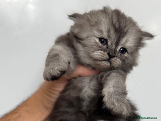 Persian cats 🤍🩶🤎🖤Smoke persian left🖤🤎🩶🤍 - Advert 4