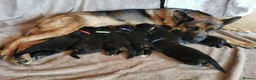German Shepherd dogs for sale: Exceptional German Shepherd Puppies  - Advert 12