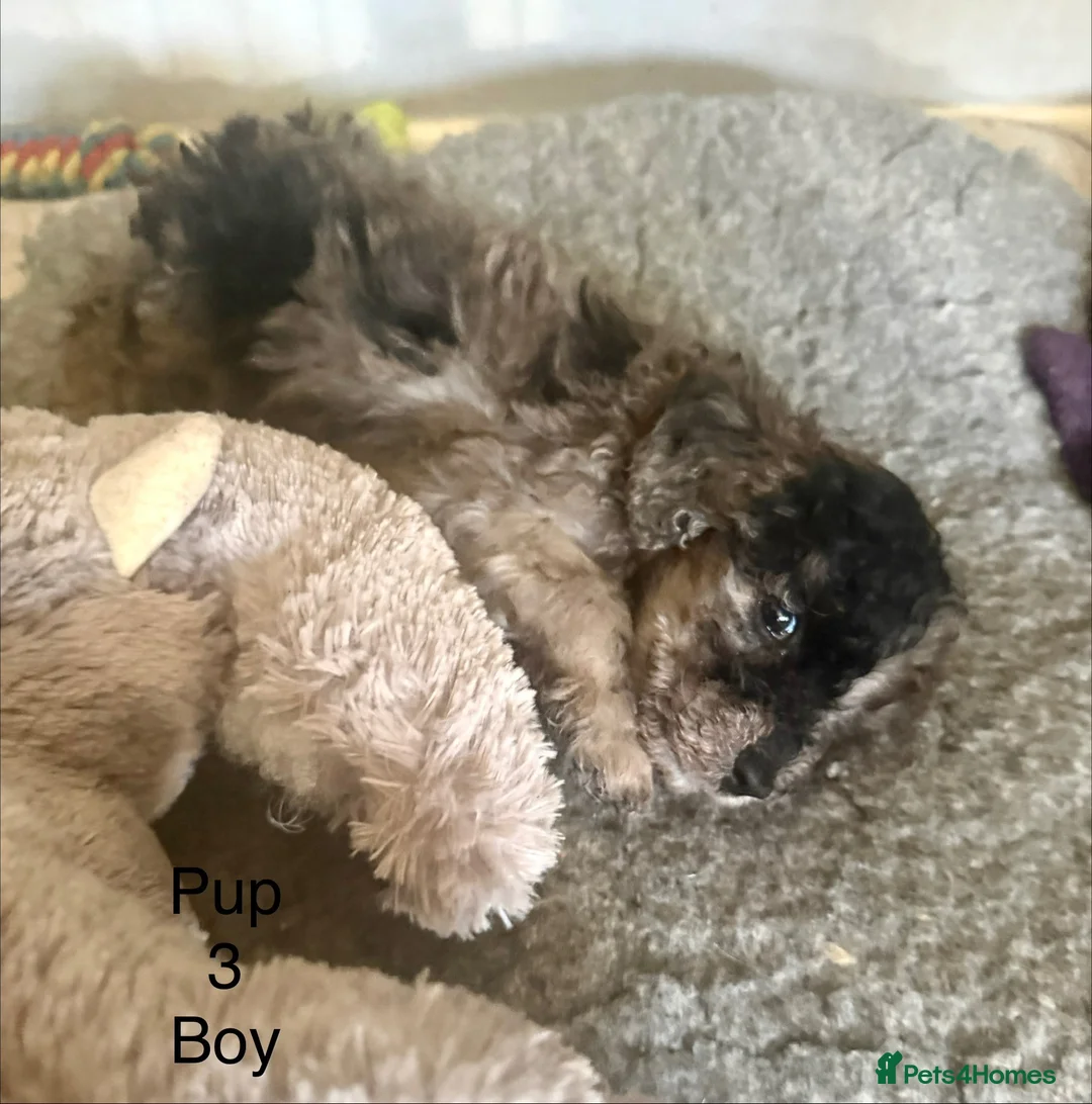Cockapoo dogs for sale: Cockapoo puppies  - Advert 23