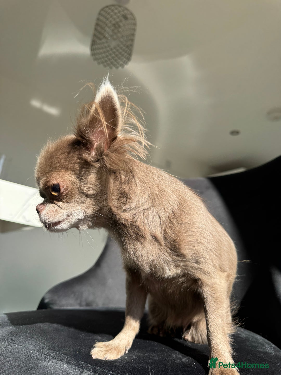 Chihuahua dogs for sale: Long haired lilac chihuahua girl - Image 12
