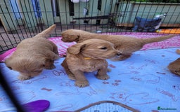 Goldendoodle dogs for sale: Goldendoodle puppies, beautiful boys and girls. - Image 8