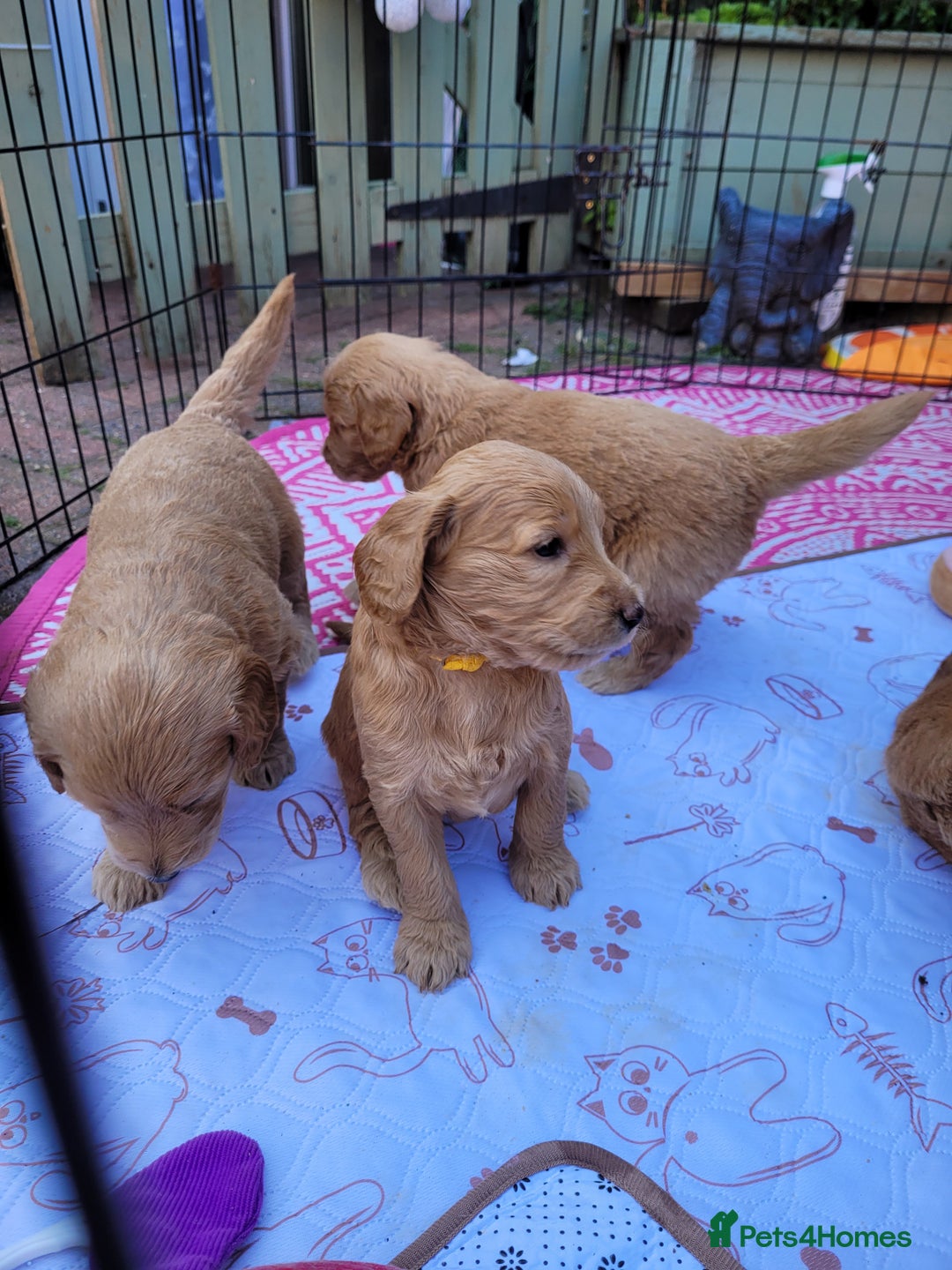 Goldendoodle dogs for sale: Goldendoodle puppies, beautiful boys and girls. - Image 8
