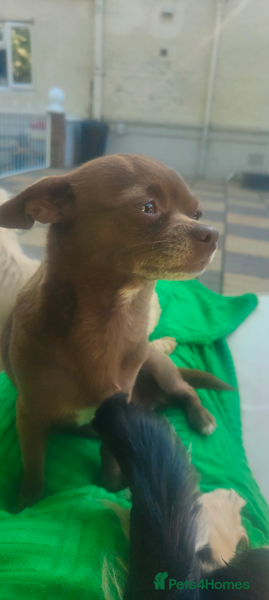 Chihuahua dogs KC reg chihuahua boys left  - Advert 2