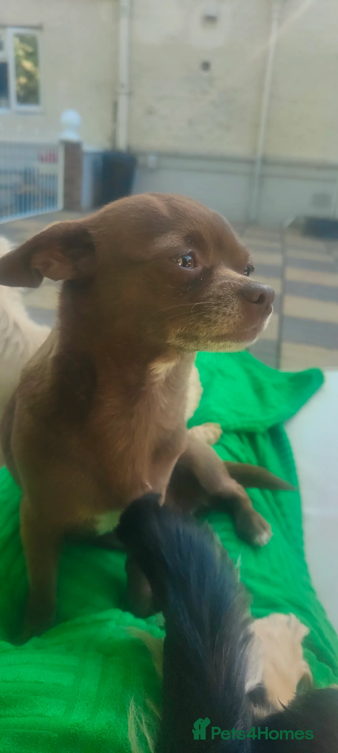 Chihuahua dogs for sale: KC reg chihuahua boys left  - Advert 2