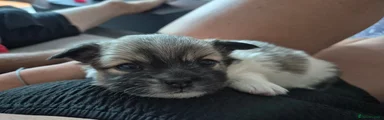 Shih Tzu 1
