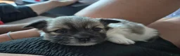 Shih Tzu dogs for sale: Shih tzu puppies in Alfreton - Advert 3