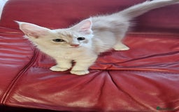 Maine Coon cats for sale: Large Breed Maine Coon cross  - Image 7
