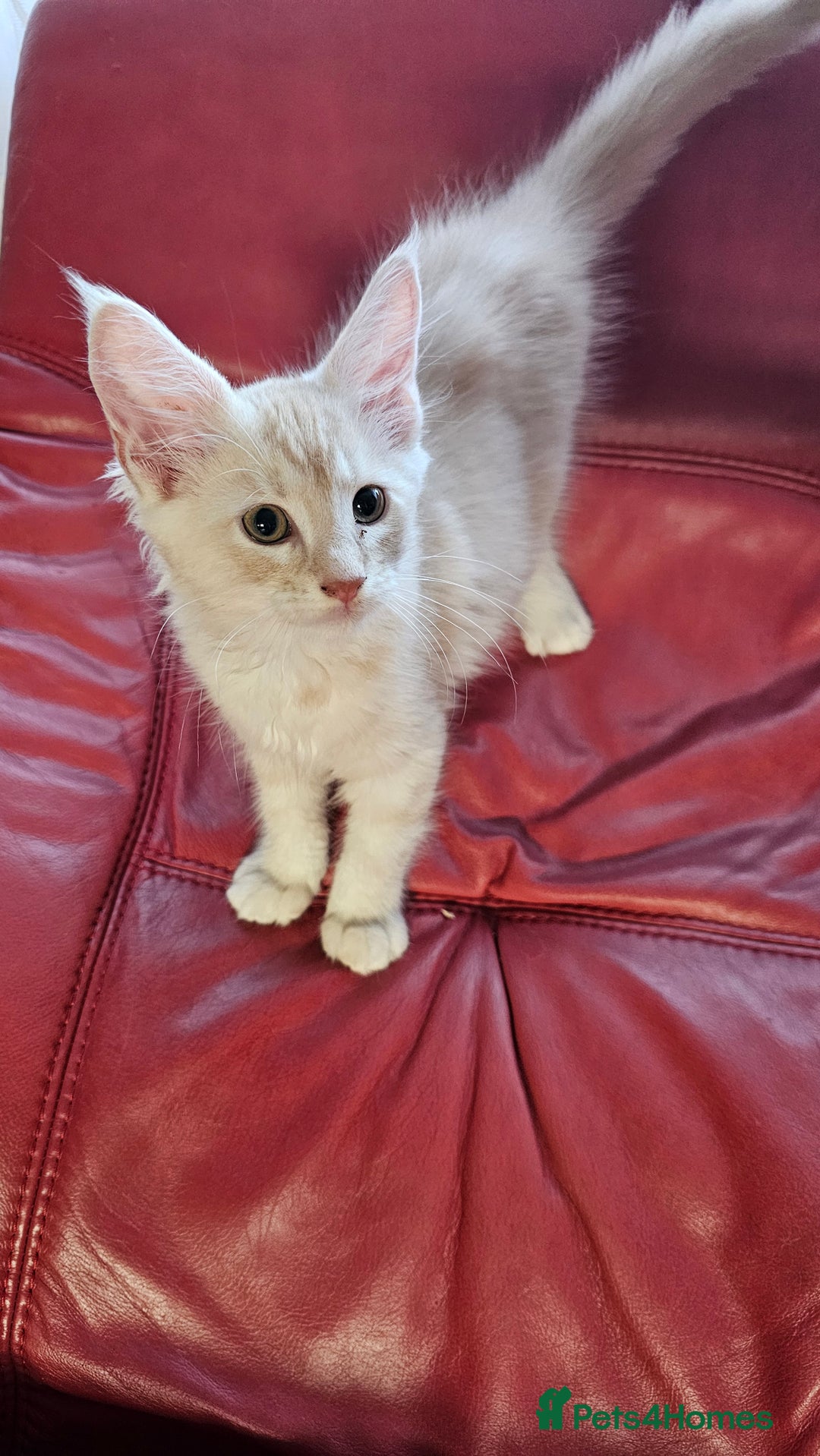 Maine Coon cats for sale: Large Breed Maine Coon cross  - Image 7