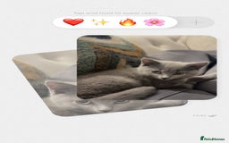 British Shorthair cats for sale: British short hair milo 🤍 - Image 3