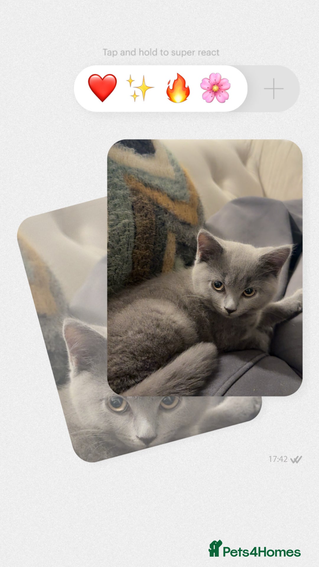 British Shorthair cats for sale: British short hair milo 🤍 - Image 3