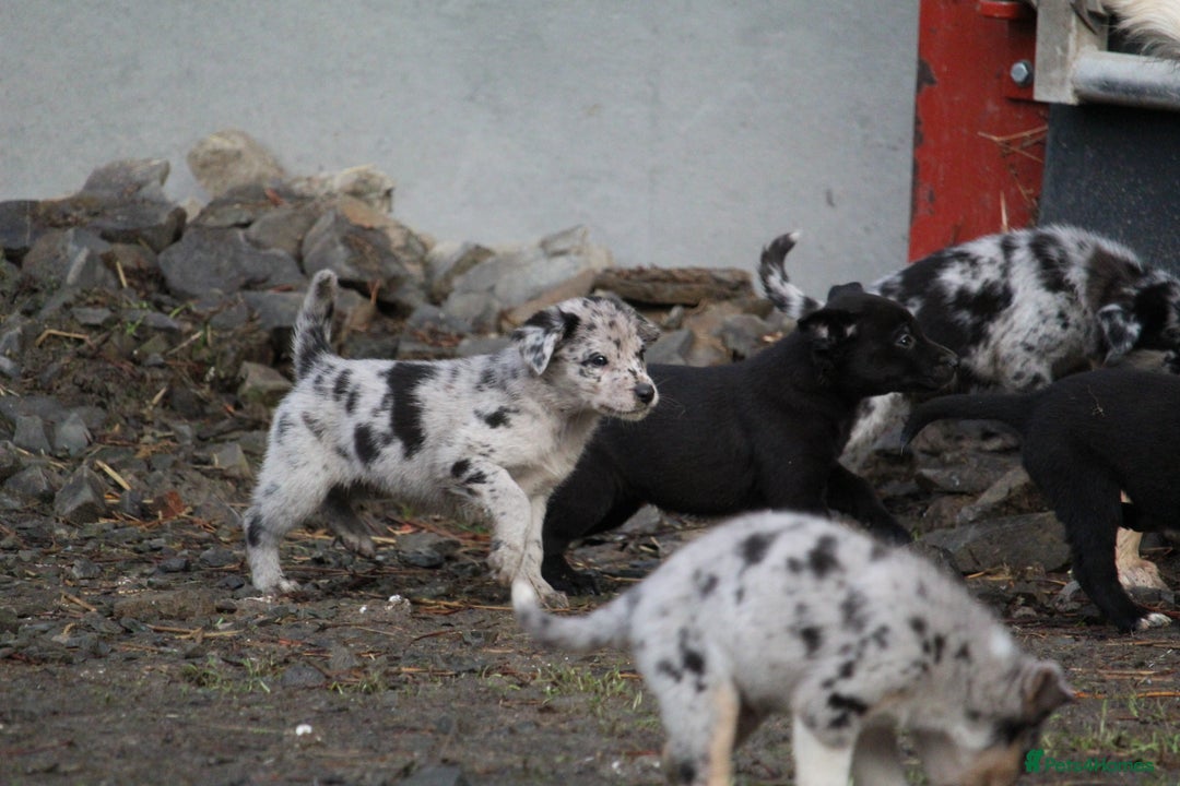 Borador dogs for sale: Labrador x Collie puppies - Image 5