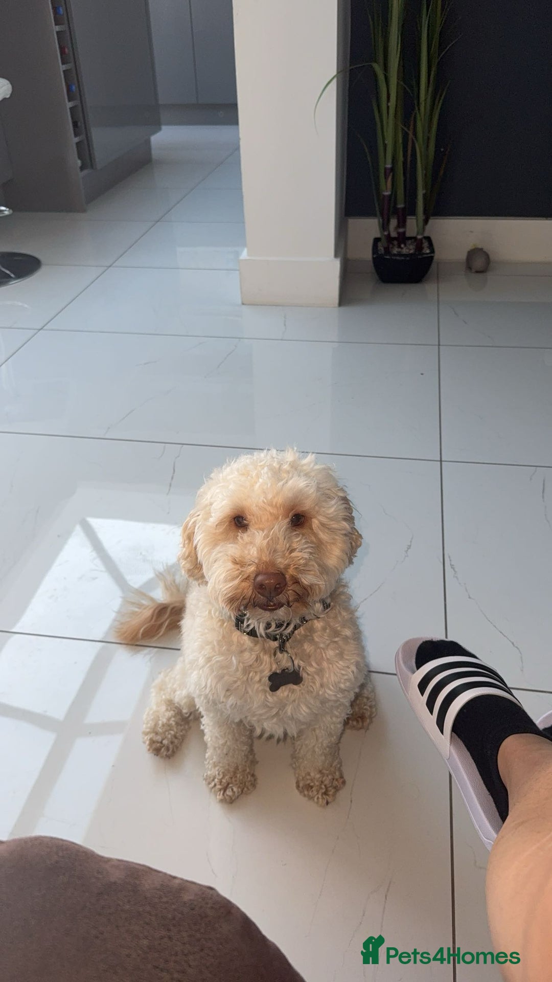 Mixed Breed dogs for sale: Ace is looking for his forever home! - Advert 3