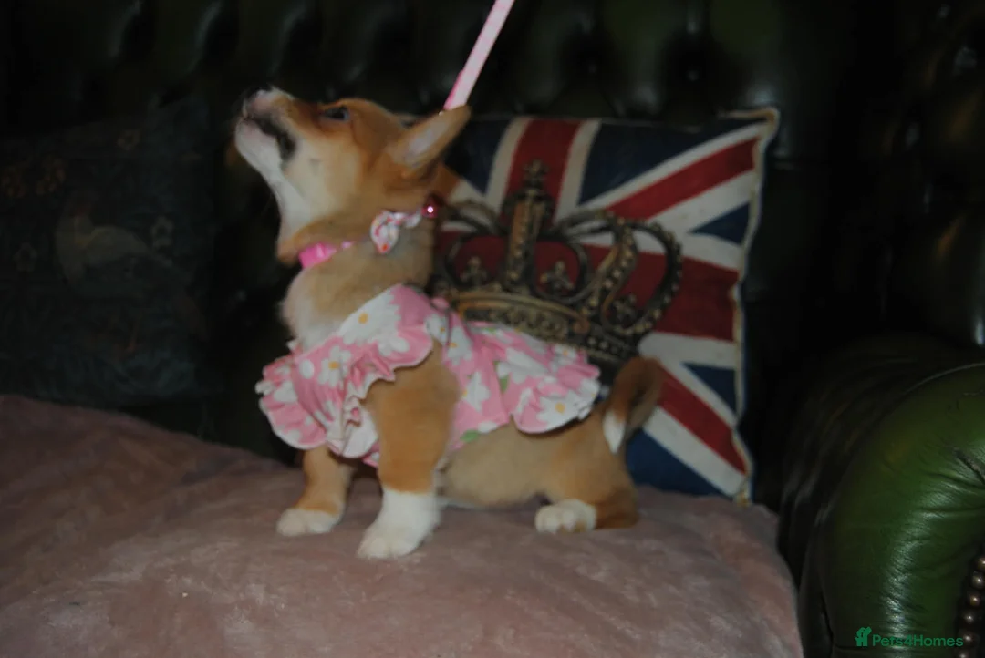 Welsh Corgi Pembroke dogs for sale: Are Beautiful Girls Storm/Darling/Petal - Advert 14