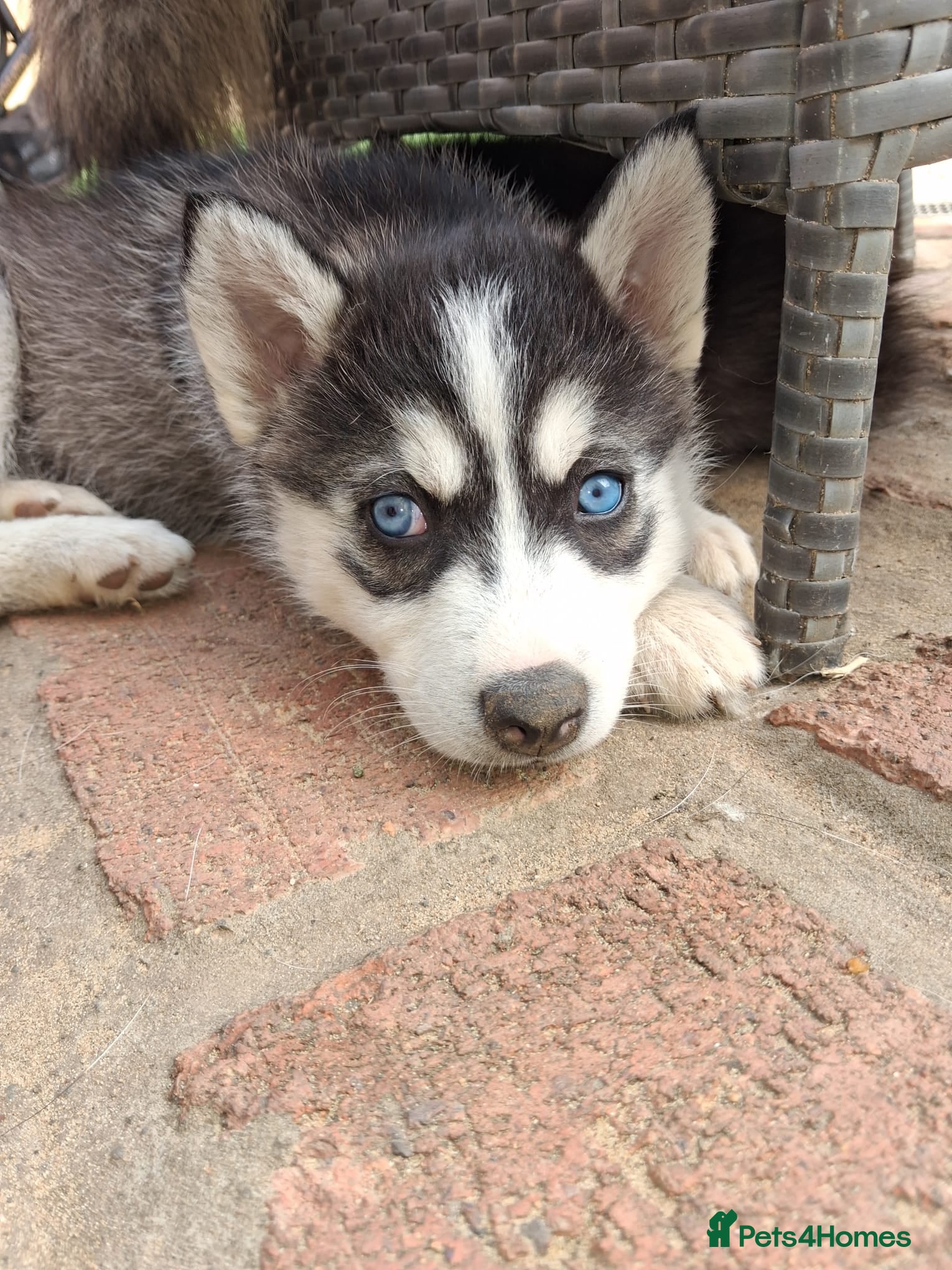 Pomsky dogs B E A U T I F U L pomsky pups ready to leave 12TH! - Advert 6