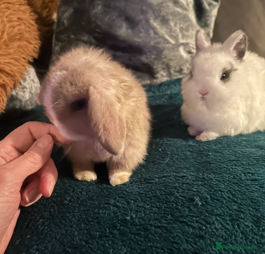 Netherland Dwarf rabbits for sale: Beautiful Netherland Dwarf & Mini lop bunnies  - Advert 4
