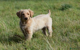 Labradoodle dogs for sale: PennyPink and Wesley  - Image 7