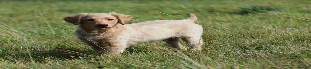 Labradoodle Puppy 2