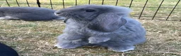 French Lop rabbits for sale: Beautiful French Lop Babies - Advert 8