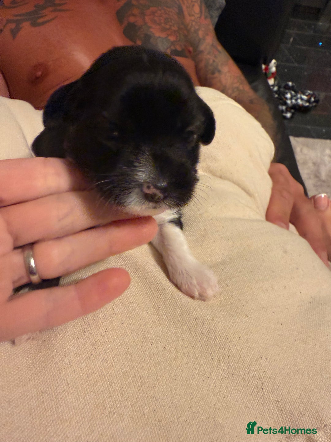 Mixed Breed dogs for sale: Stunning Merle chihuahua 2 girls ready 22nd dec - Advert 23