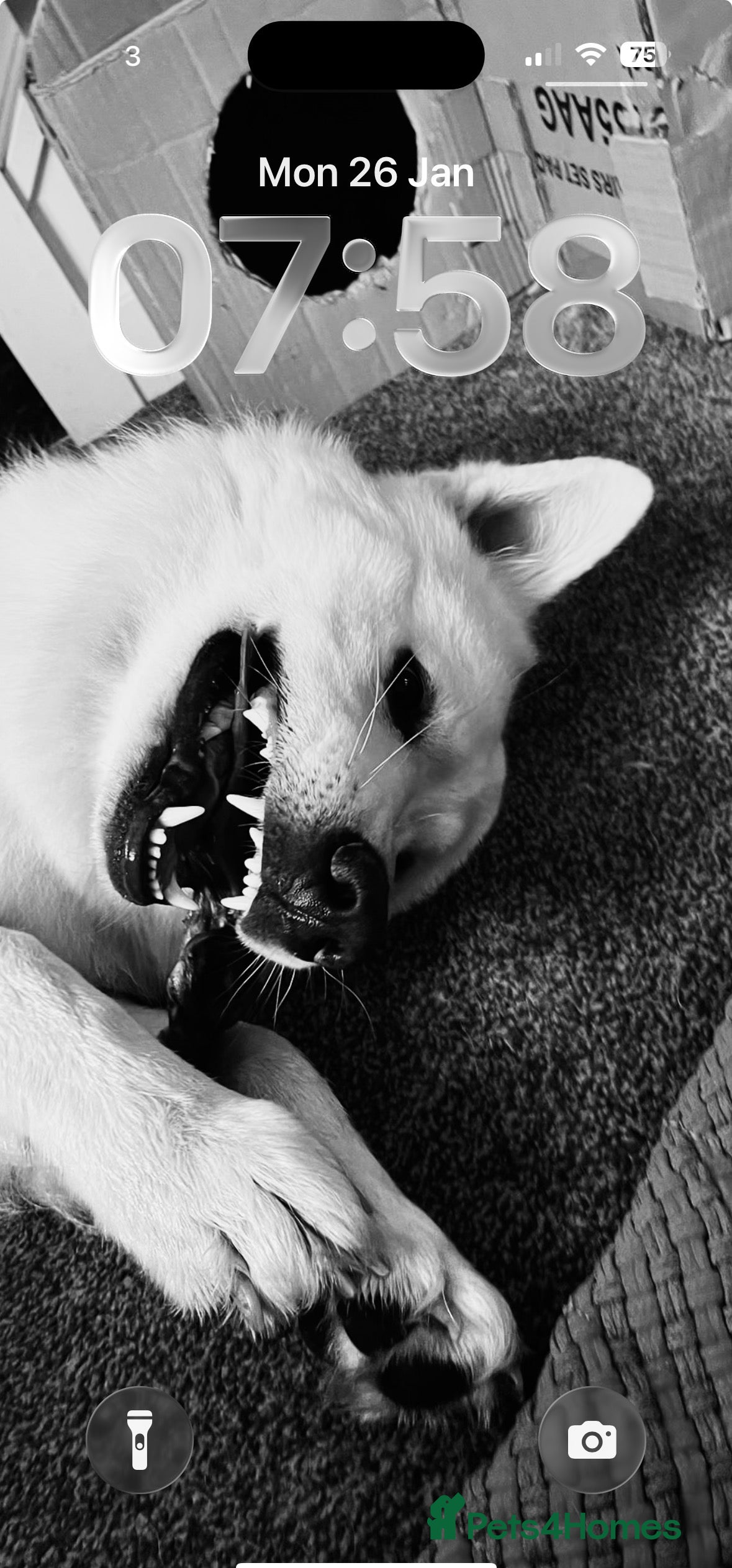 German Shepherd dogs White German shepherd stud - Advert 9