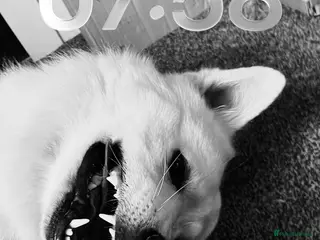 German Shepherd dogs White German shepherd stud - Advert 9