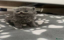 Persian cats for sale: Ready now 3 beautiful Persians  - Image 3