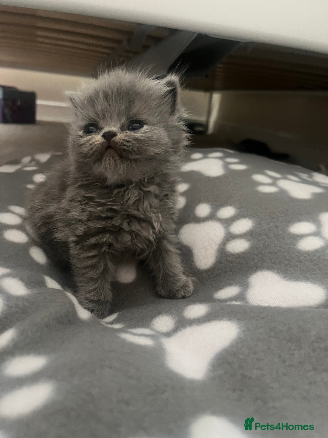 Persian cats for sale: Ready now 3 beautiful Persians  - Image 3