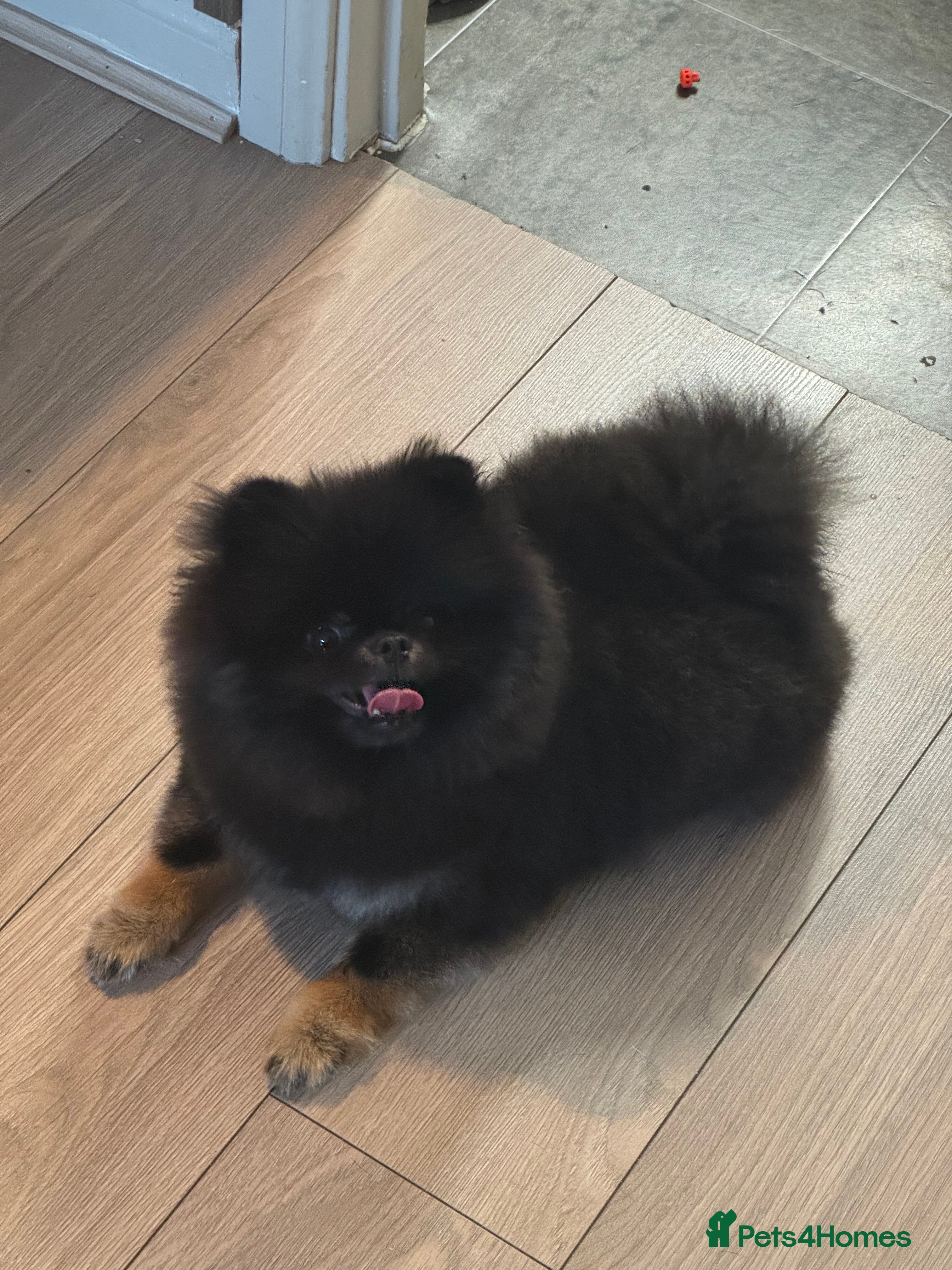Pomeranian dogs Black and Tan kc reg female  - Advert 5