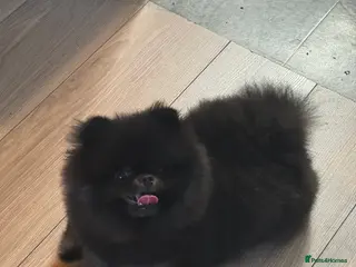 Pomeranian dogs Black and Tan kc reg female - Advert 7