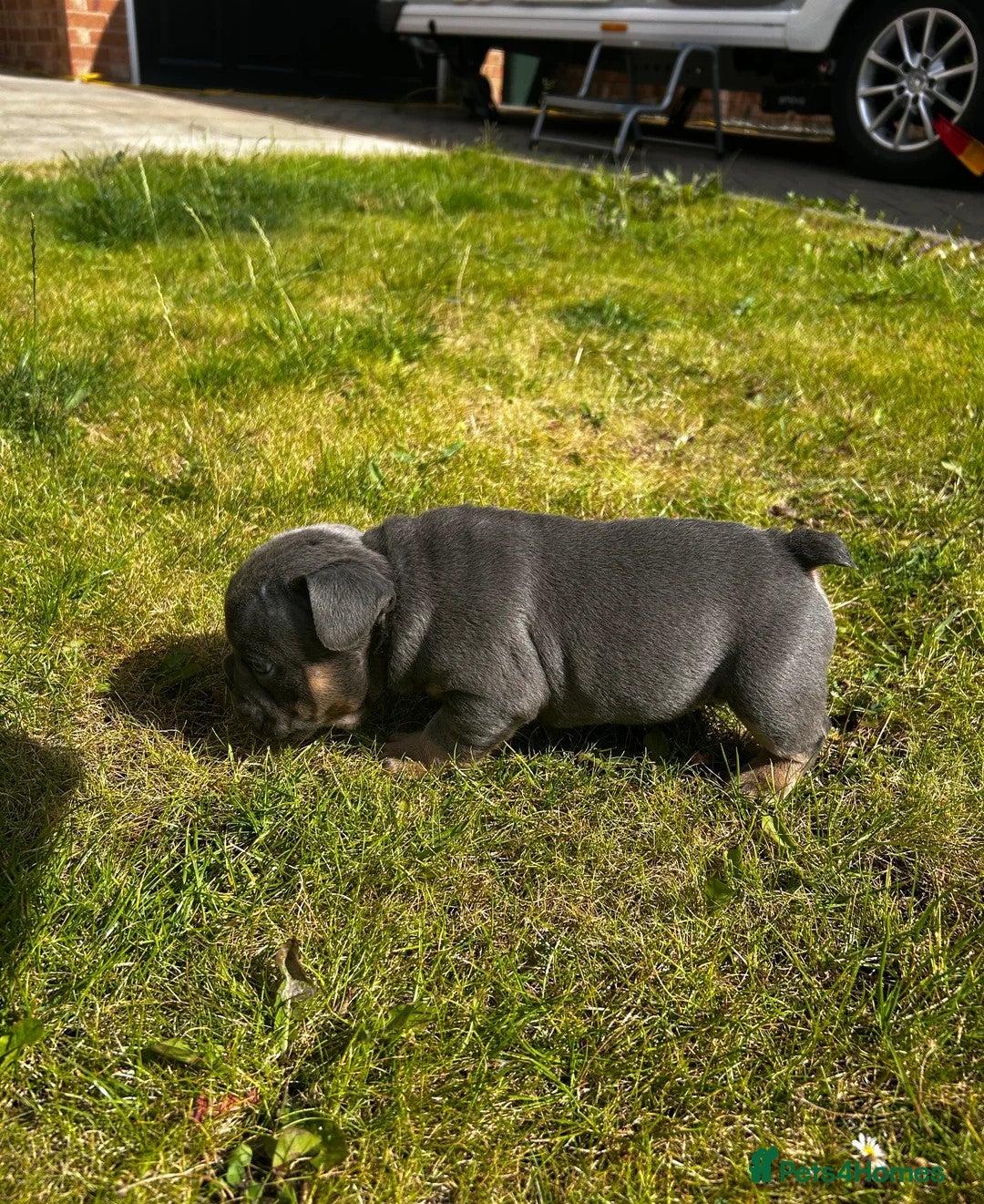French Bulldog dogs for sale: Beautiful British x French bulldog Puppies - Image 8