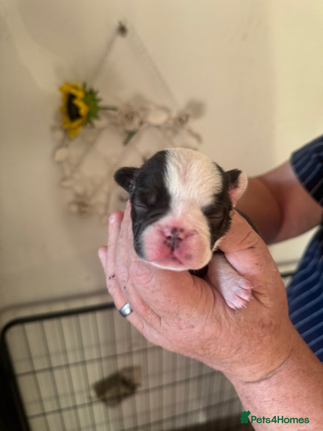 French Bulldog dogs for sale: French bulldog puppies  - Advert 3