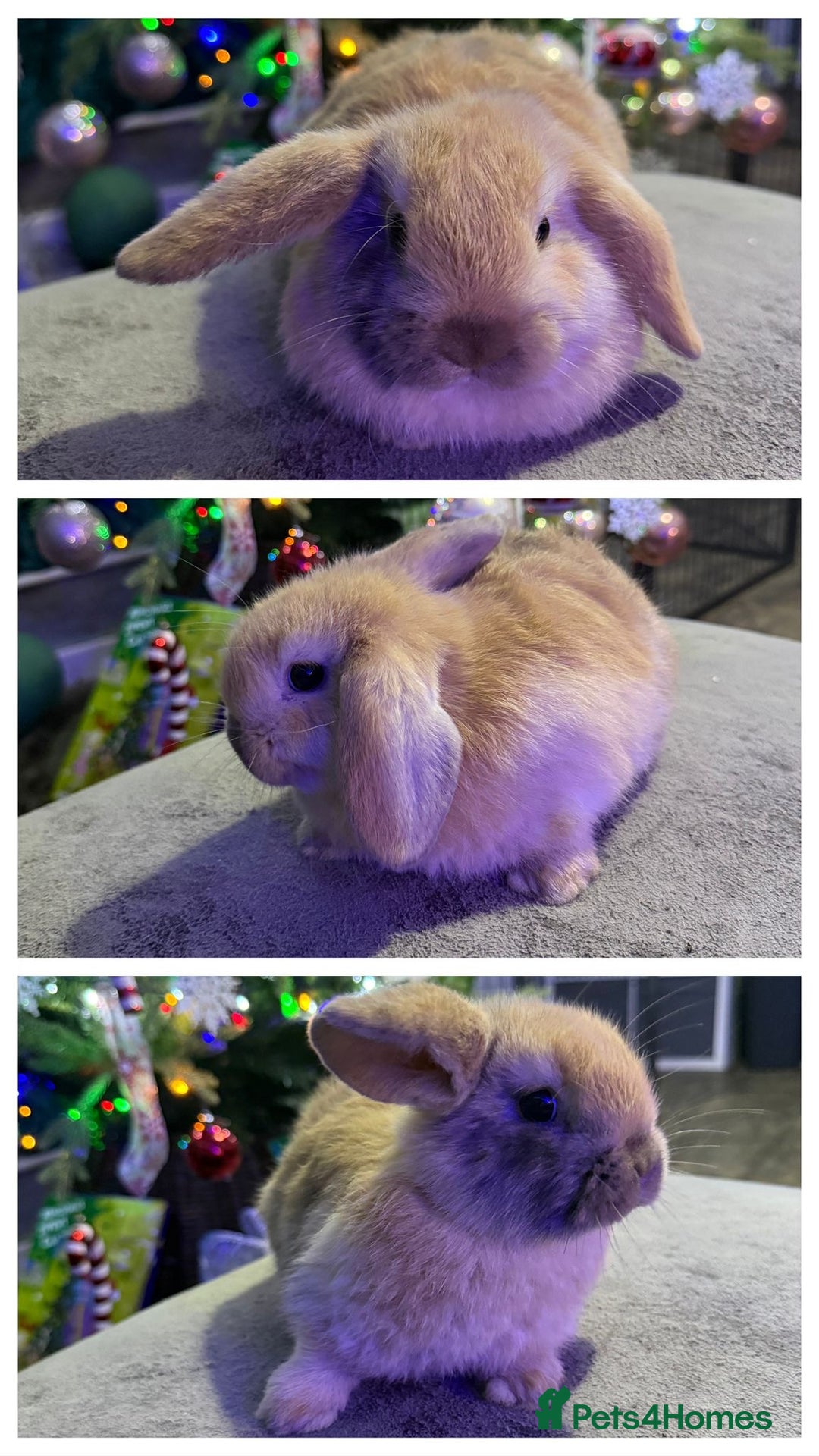 Mini Lop rabbits for sale: 🩷 Beautiful mini lops 🩷 - Advert 3