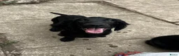 Cocker Spaniel dogs for sale: Cocker spaniel  in Newton Abbot - Advert 5