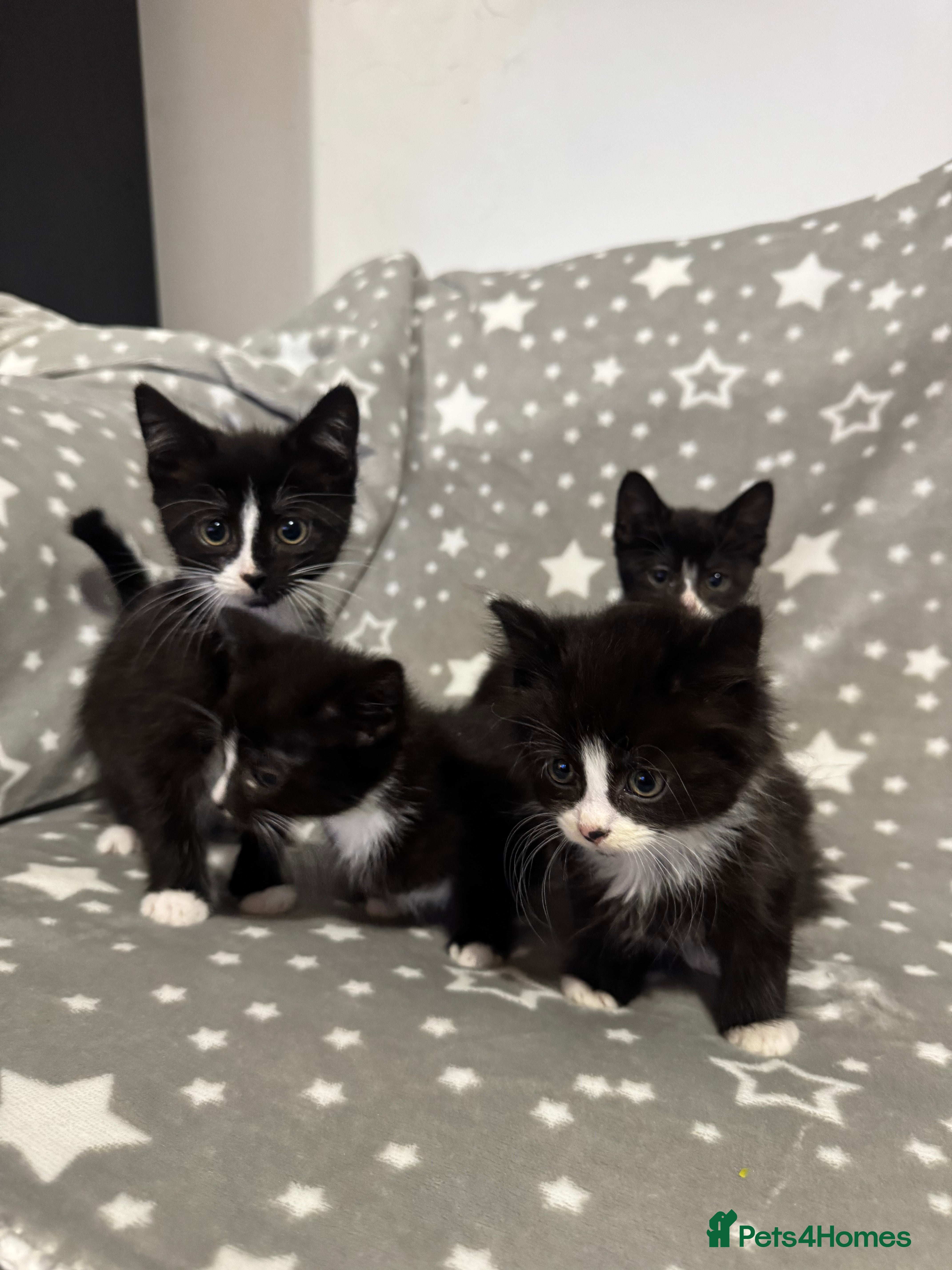 Mixed Breed cats Kittens for Rehoming Last tuxedo boy remaining  - Advert 3