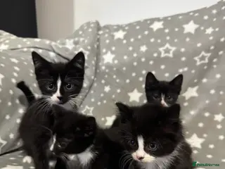 Mixed Breed cats Kittens for Rehoming Last tuxedo boy remaining - Advert 3