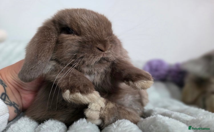 Mini Lop rabbits - Advert 1