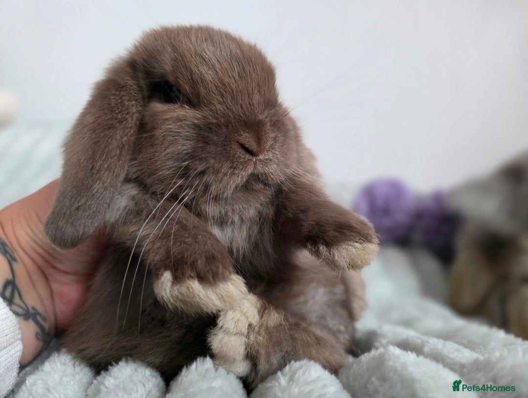 Mini Lop rabbits for sale: Left one brown mini lop girl!!! - Image 1