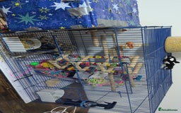 Lovebirds birds for sale: Lovebird (plus cage) - Image 7