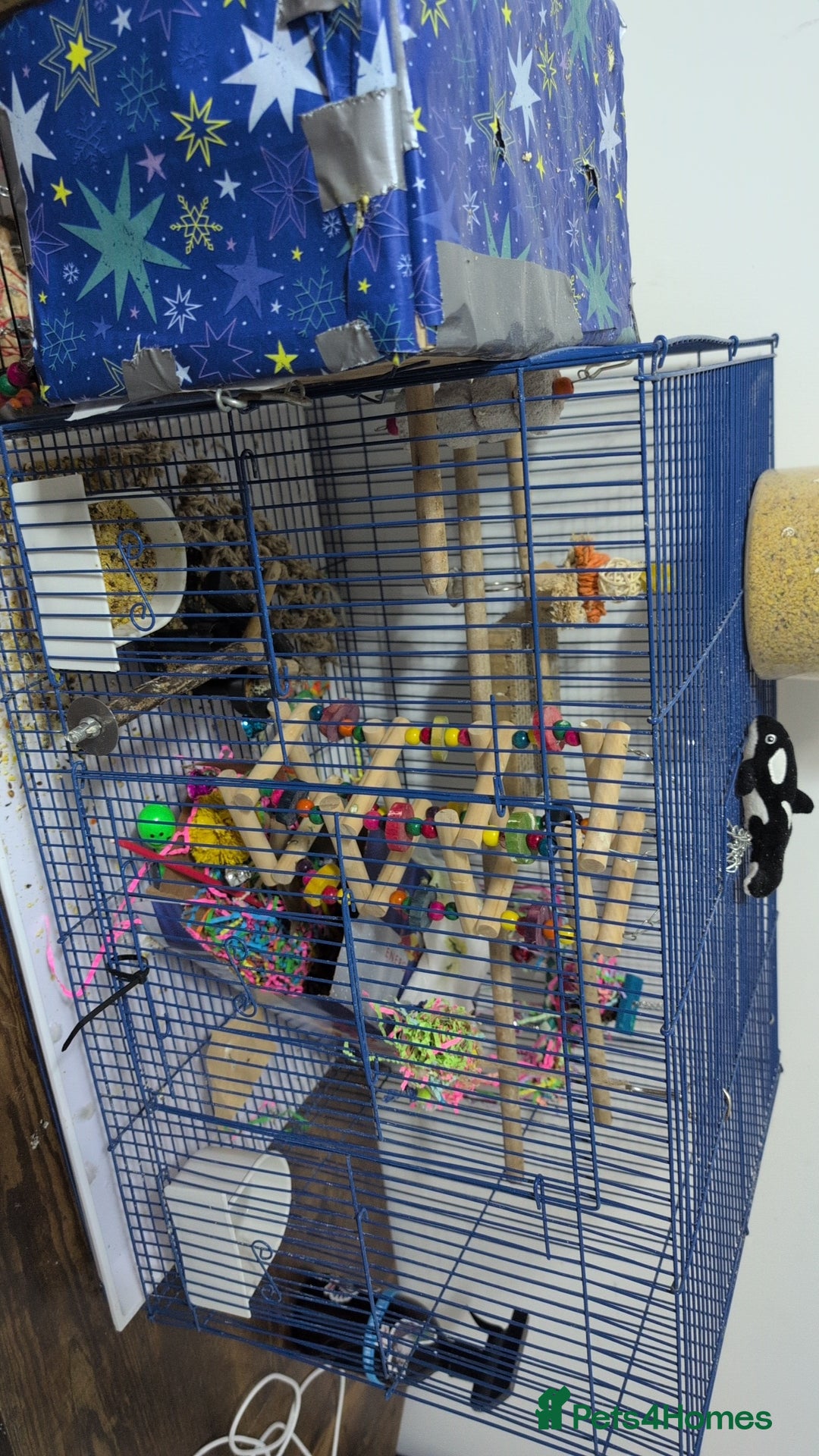 Lovebirds birds for sale: Lovebird (plus cage) - Image 7