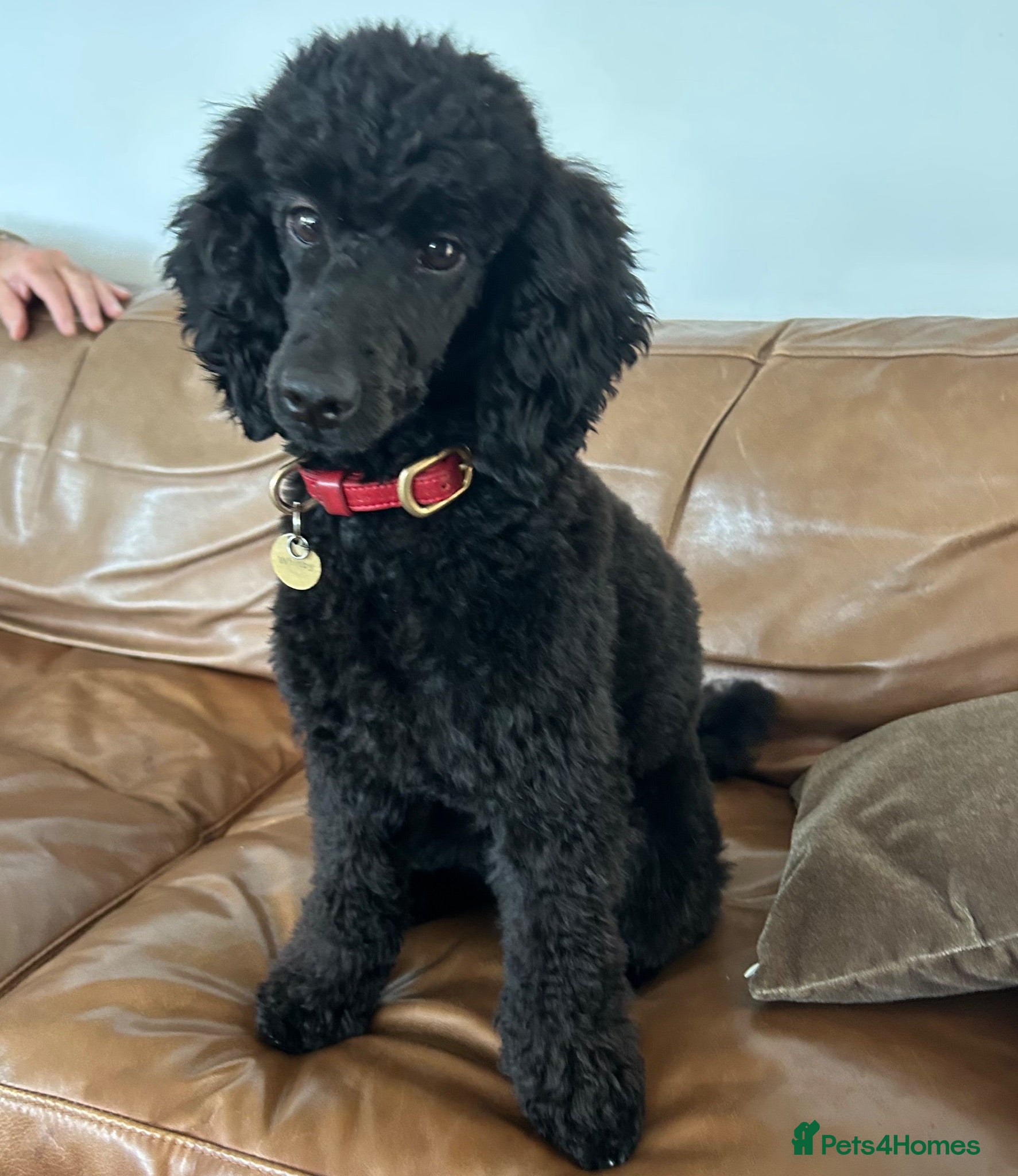 Miniature Poodle dogs Small Miniature Poodle Boys - Advert 1